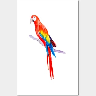 Rainbow Parrot Posters and Art